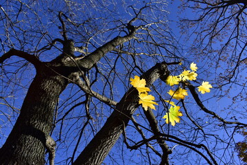 the last yellow leaves on a maple tree on a clear autumn day