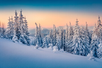 Frosty winter scenery. Colorful morning view of the mountain forest. Amazing winter landscape of Carpathian mountains with fir trees covered fresh snow. Beauty of nature concept background.