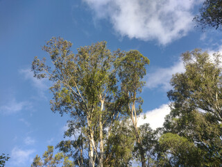 Eucalyptus trees in the forest, Eucalyptus are native to Australia, widely used as a source of wood in Brazil 