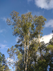 Eucalyptus trees in the forest, Eucalyptus are native to Australia, widely used as a source of wood in Brazil 