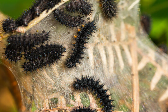 Marsh fritillary (Euphydryas aurinia), black caterpillar on silk web, selective focus.