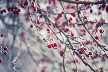 Hawthorn branches with red berries covered with frost. Frozen berries in the forest.