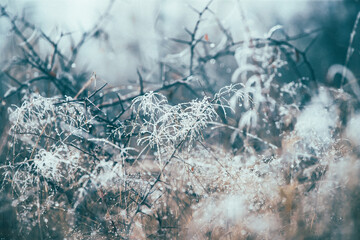 Cold weather background concept. Frozen grass on the meadow with copy space.