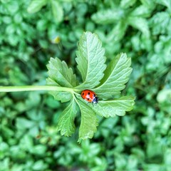 One ladybug sits on a green leaf of a plant against a background of green leaves and is located in the center of a square photo