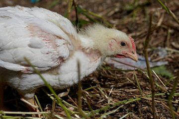 White chickens walk and graze in the open air, home yard with chickens