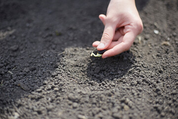 Planting a sprouted seed in the ground, theme garden and vegetable garden
