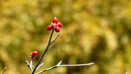 秋のジュエリー