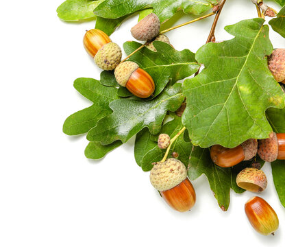 Branch With Green Oak Tree Leaves And Acorns On White Background, Closeup