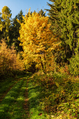 Colorful autumn forest with trail and clear sky