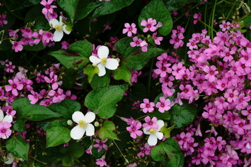 ドクダミの白い花とムラサキカタバミの紫色の花が混じって咲く
