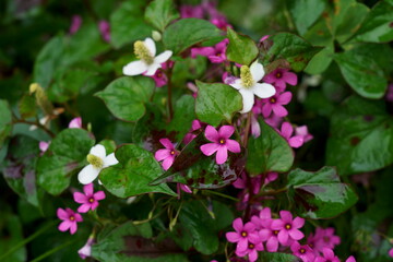 ドクダミの白い花とムラサキカタバミの紫色の花が混じって咲く