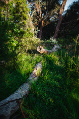 Tree log