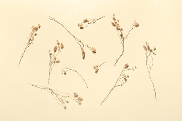 Dried plant flowers on color background