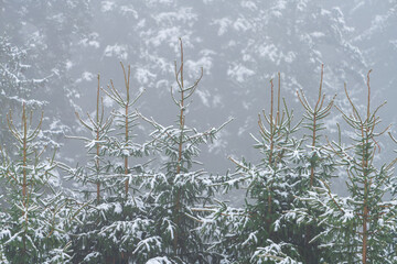Bäume im Nebel mit Schnee