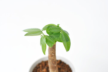 Small Money Tree Plant in White Pot, House Plant