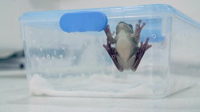 Close-up of frog sitting on wall of the container (belly side)