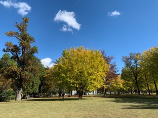 park in autumn