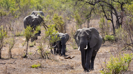 African elephant herd on the move