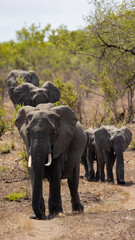 Fototapeta premium African elephant herd on the move