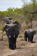 Fototapeta premium African elephant herd on the move