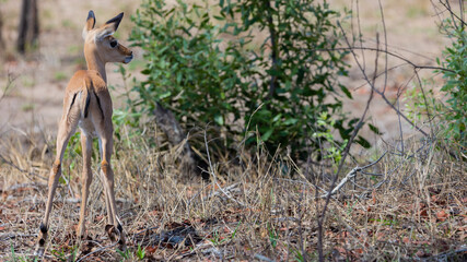 New born impala lamb in the wild