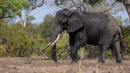Fototapeta na wymiar A big African bull elephant in the wild