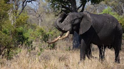 Fototapeta premium A big African bull elephant in the wild