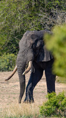 Fototapeta premium A big African bull elephant in the wild