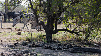 a pack of African wild dogs resting at a waterhole