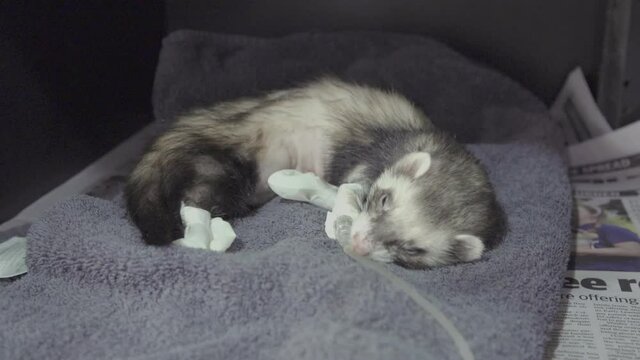 Close-up Ferret in recovery box