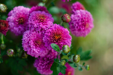Background of pink chrysanthemums with a copy of the space. Beautiful bright chrysanthemums bloom