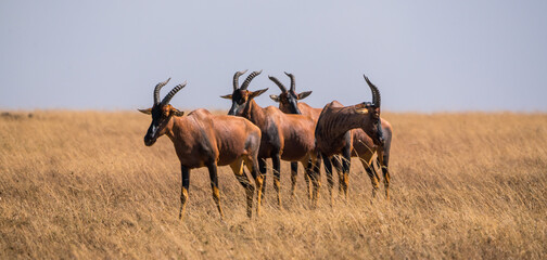 Herd of topi (damaliscus lunatus jimela) in Serengeti National Park, Tanzania