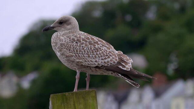 Juvenile seagull perching on a post in Looe in Cornwall England, UK