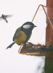 Curious great tit ( Parus major ) sits on the feeder and looks into the frame