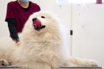A purebred Samoyed is at the medical examination in the Veterinary clinic. The female vet is checking his condition.