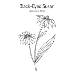Black-eyed Susan Rudbeckia hirta , or brown betty, gloriosa daisy, medicinal plant