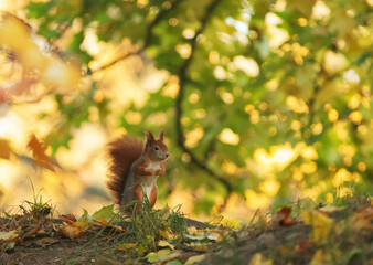 Red squirrel, Sciurus vulgaris forages for food among the fallen leaves on a sunny autumn morning in the woods.