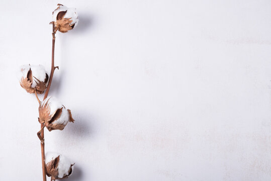 White wooden background decorated with cotton flower branch