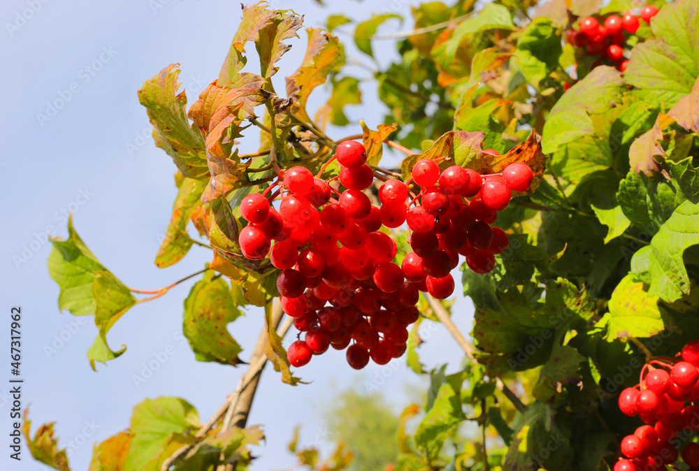 Canvas Prints branch of guelder rose or viburnum with ripe bright red berries