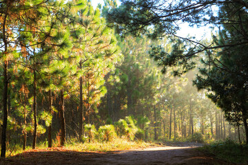 Warm morning sun light and soil way path in green forest jungle with pine tree background landscape