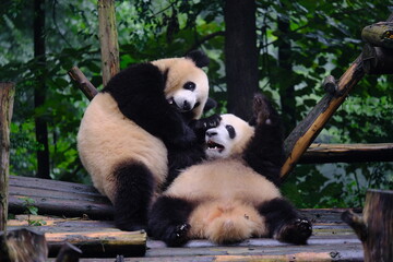 Two pandas playing with each other