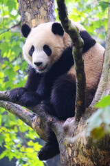 Obraz na płótnie Canvas Panda sitting on the branch