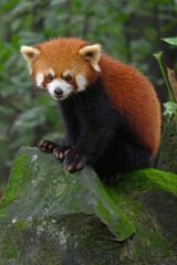 Red Panda sitting on rock