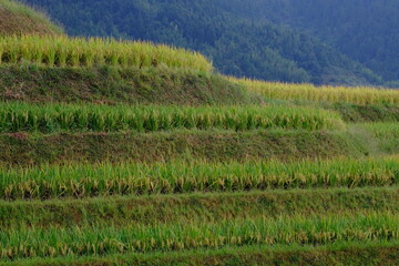 Guilin rice field