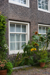 Fototapeta na wymiar window with sunflowers in an old town 