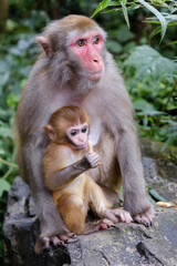 Fototapeta na wymiar Monkey with baby monkey