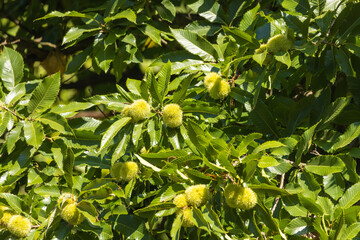 The unripe fruits (spiky sheath) of  Castanea sativa, the sweet chestnut
