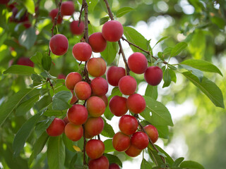 A lot of ripe cherry plum berries on a branch, close-up. Ripe berries.