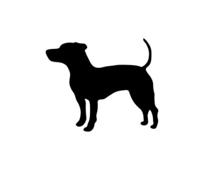 silhouette of a standing jack russell terrier
