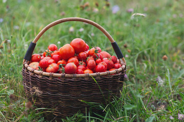 A large basket with red ripe tomatoes on the grass